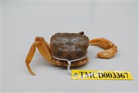 藏品(拉氏清溪蟹)的圖片